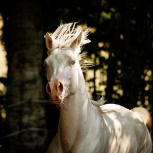 Lire la suite à propos de l’article Ghost Silver Fame