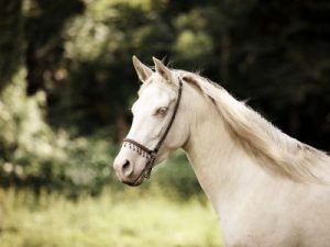 Lire la suite à propos de l’article Ghysmalia La Loze – vendue