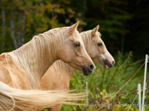Lire la suite à propos de l’article Rosewall Lilybet – vendue